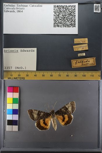 Media type: image;   Entomology 747796